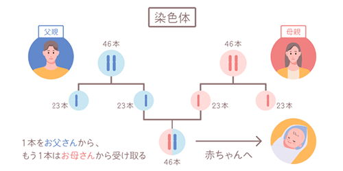 染色体